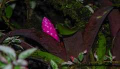 Guzmania remyi