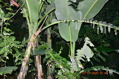Musa
