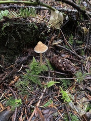 Cortinarius acutus