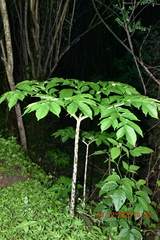 Amorphophallus