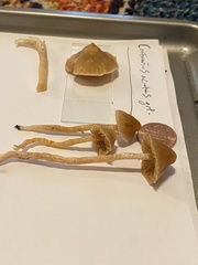 Cortinarius acutus