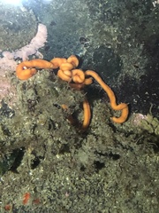 Tubulanus