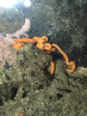 Tubulanus