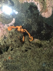 Tubulanus