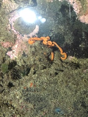 Tubulanus