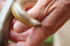 Afrotyphlops mucruso