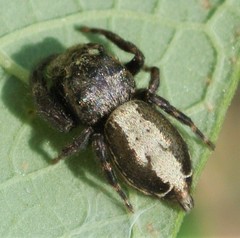 Simaetha robustior