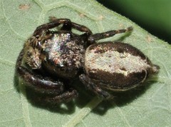 Simaetha robustior