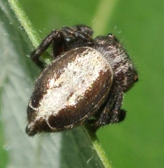 Simaetha robustior