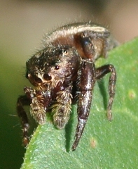 Simaetha robustior