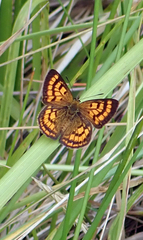 Lycaena salustius