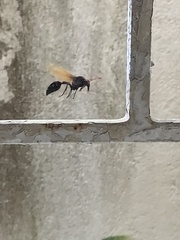 Delta pyriforme philippinense