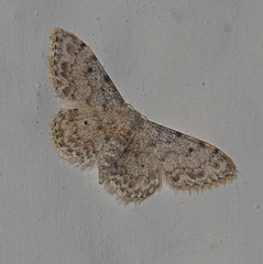 Idaea camparia