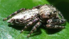 Simaetha robustior