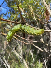 Coequosa triangularis
