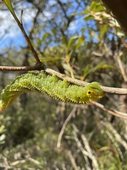Coequosa triangularis