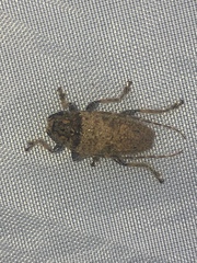 Polyacanthia flavipes