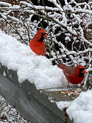 Cardinalis cardinalis