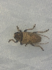 Polyacanthia flavipes