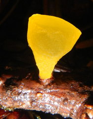Heterotextus luteus