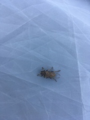 Polyacanthia flavipes