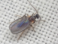 Micromyinae