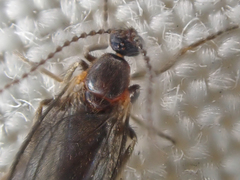 Micromyinae