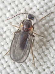 Micromyinae
