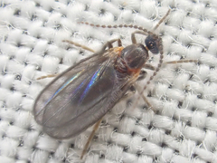 Micromyinae