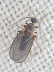 Micromyinae