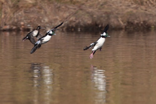 Bufflehead photographed in South Carolina