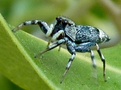 Cosmophasis thalassina