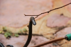 Amblyodipsas polylepis