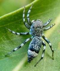 Cosmophasis thalassina