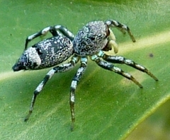 Cosmophasis thalassina