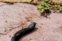 Amblyodipsas polylepis