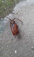 Deretrachys pellitus