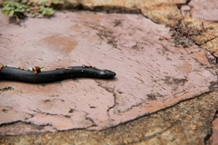 Amblyodipsas polylepis