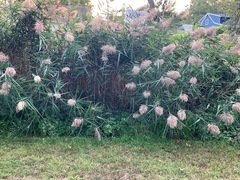 Phragmites australis