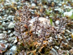 Lepidium solandri
