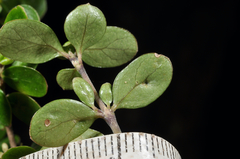 Coprosma ciliata