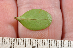 Coprosma ciliata