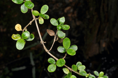 Coprosma ciliata