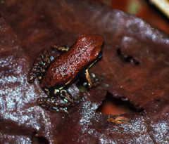 Epipedobates boulengeri