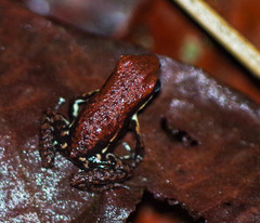 Epipedobates boulengeri