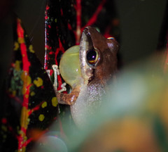 Pristimantis achatinus