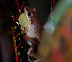 Pristimantis achatinus