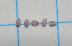 Euphorbia glyptosperma