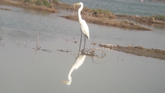 Ardea alba