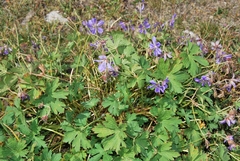 Geranium saxatile
